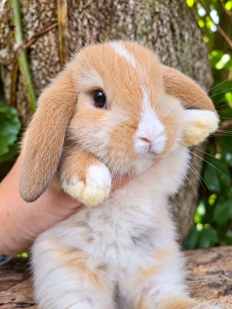 Mini lop uruguaio - Foto 2