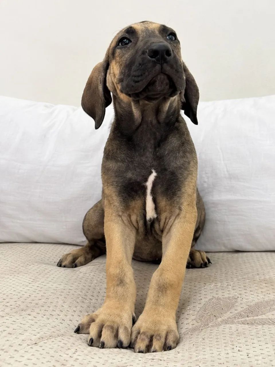 Fila brasileiro puro - Foto 2