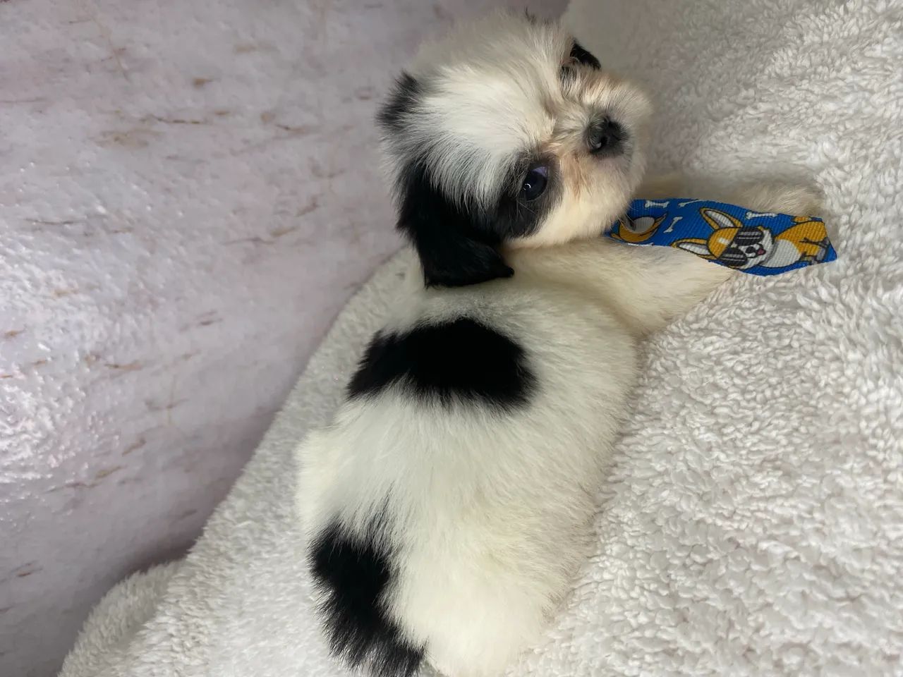Cachorro  - Foto 5