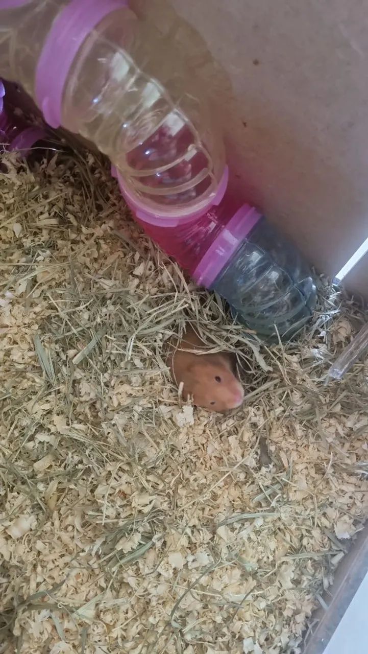 Doa-se Hamster - Foto 4