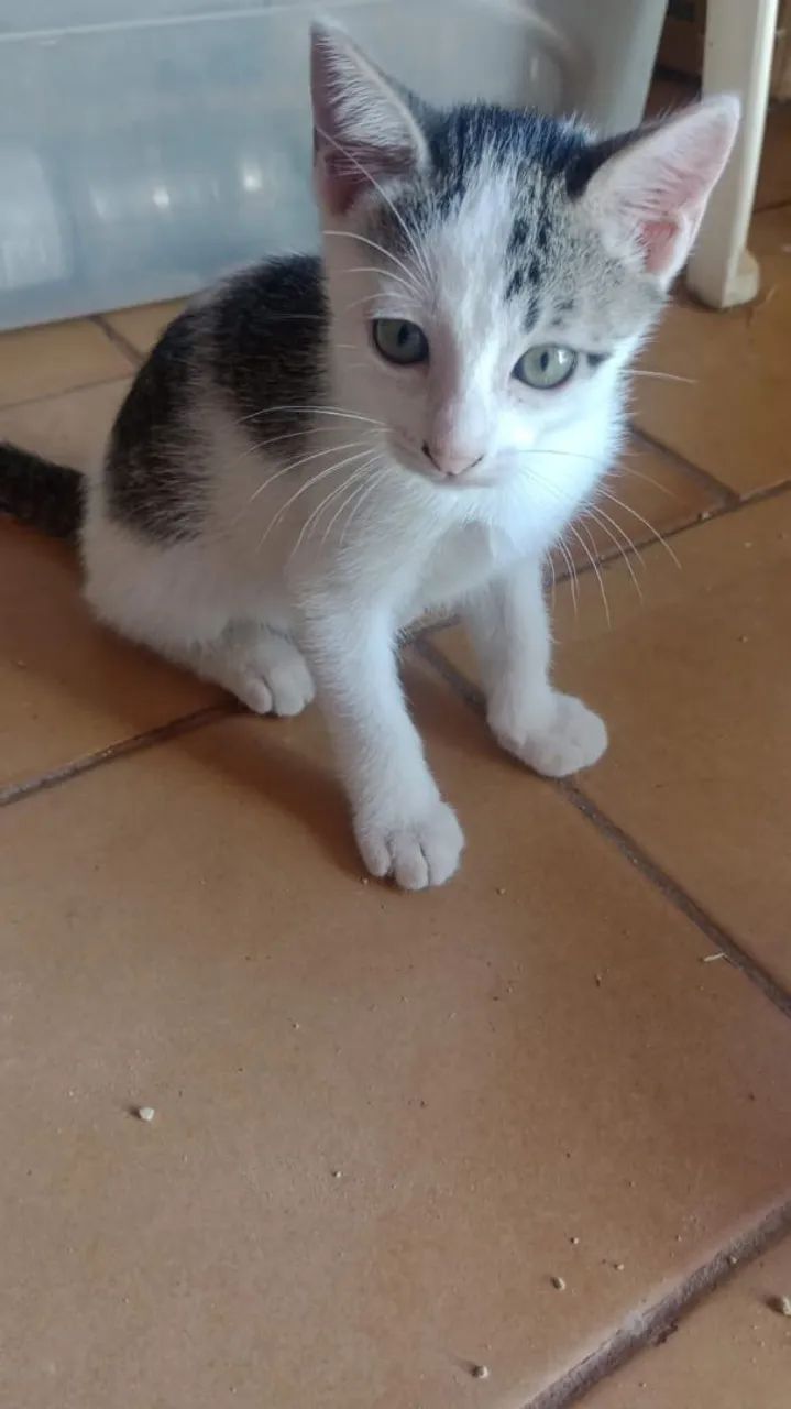 Linda gatinha para adoção  - Foto 2