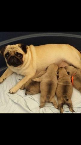 Filhotes de pug fêmea e macho linhagem de campeões
