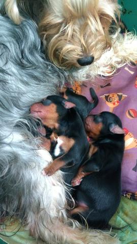 Yorkshire Terrier