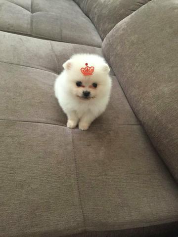 Spitz Alemão Anão! !