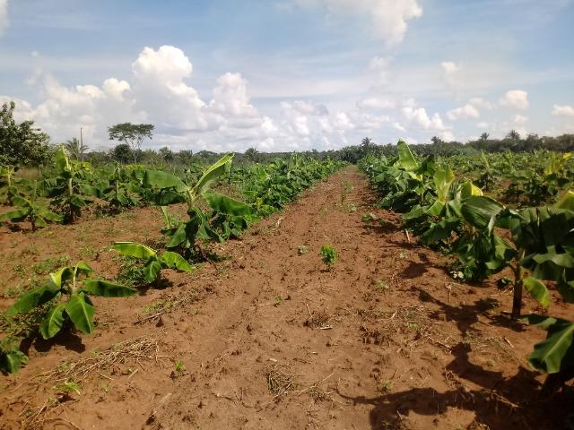 Fazenda em rosário oeste 784 hectares - Foto 11