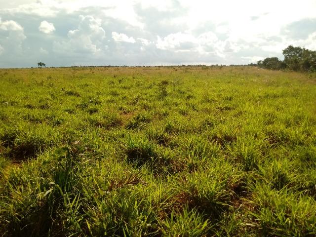 Fazenda em rosário oeste 784 hectares - Foto 14