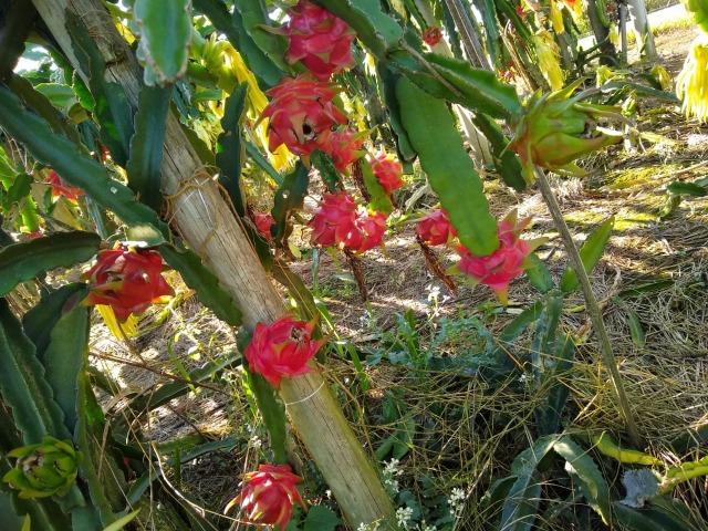Mudas de pitaya de diversas variedades - Foto 4