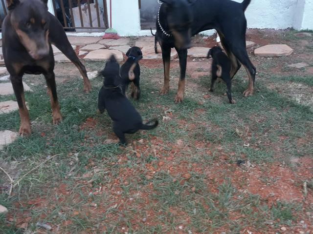 Dobermans europeu - Foto 5