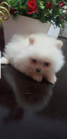 Spitz alemão anão (lulu pomerania) - Foto 2