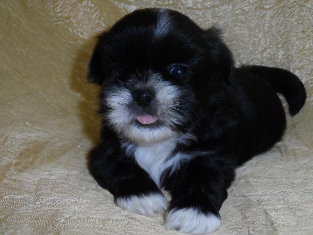 Filhotes de shh tzu! - Foto 6