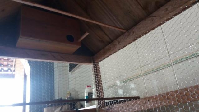 Viveiros para passarinho, coelhos, galo, galinha, porquinho da índia, etc - Foto 3