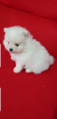 Spitz alemão anão (lulu pomerania) - Foto 4
