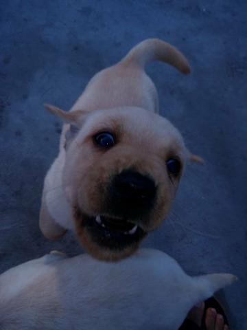 Filhotes de labrador