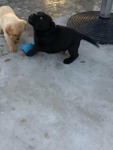 Filhotes de labrador - Foto 3