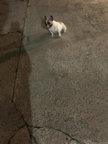 Bulldog francês - Foto 2