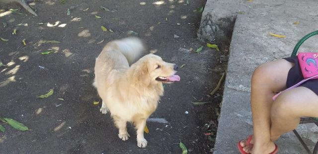 Linda fêmea de 1 ano - Foto 2