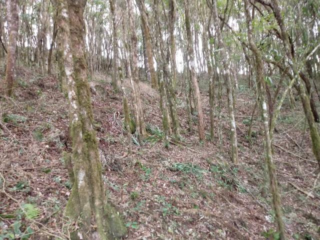 Terreno em lagoa dos ferreiras Mandirituba 24.200m 1 alqueire - Foto 20