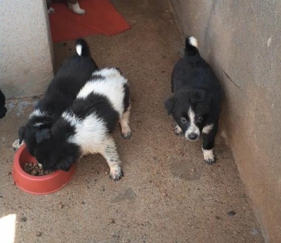 Border Collie - cão pastoreiro - Foto 2