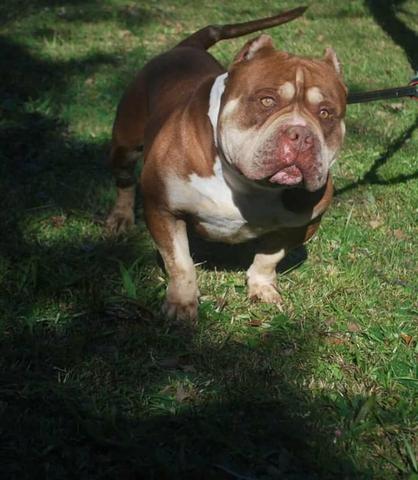 American bully - Foto 3