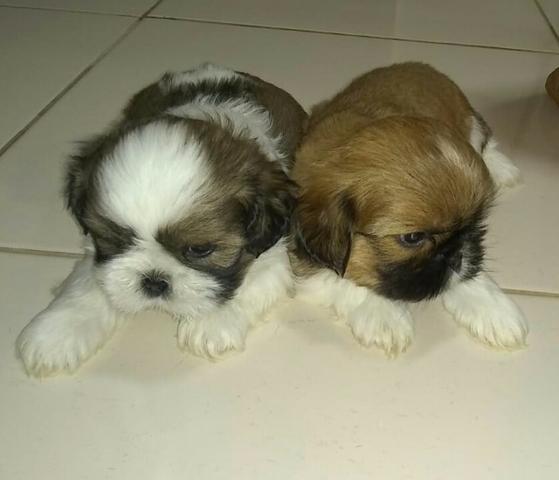 Lindos filhotes