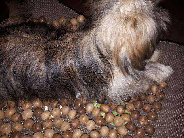Shih tzu macho - Foto 3