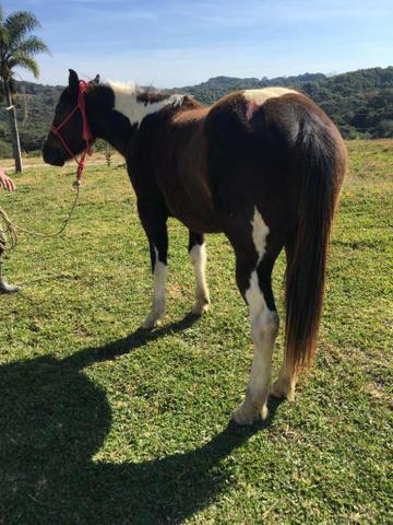 Cavalos de potência e qualidade! - Foto 2
