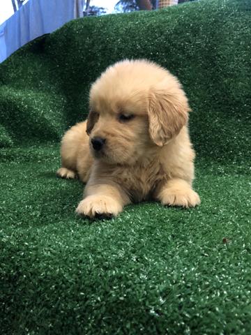 Golden retriever com pedigree e microchip - Foto 5