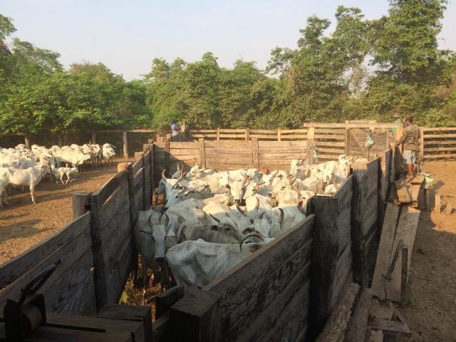 Fazenda na regiao de corumba, para arrendamento - Foto 2
