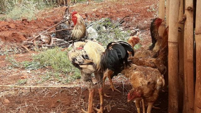 5 galinhas e 1 galo índio gigante - Foto 5