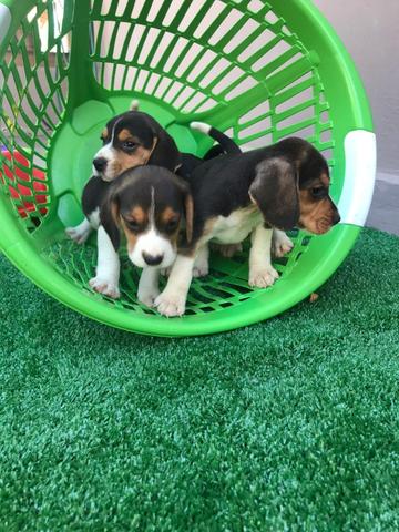 Beagle com pedgree e microchip - Foto 2