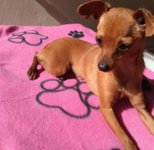 Pinscher fêmea