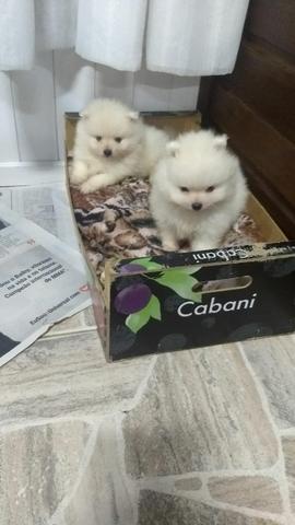 Spitz alemão anão baby face com pedigree