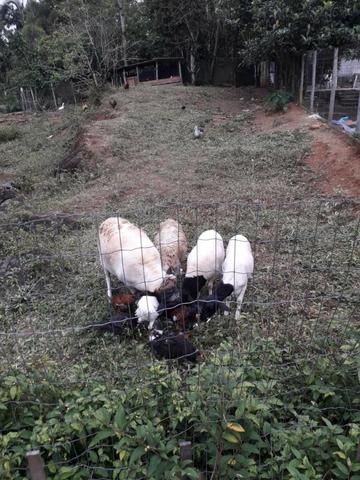 Carneiros e Ovelhas Dorper Mestiços - Foto 4