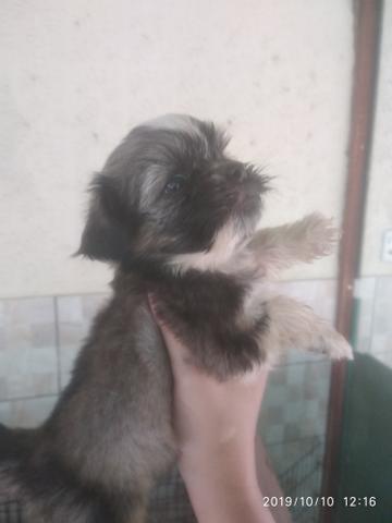 Últimos.shihtzus disponível pedigree opcional - Foto 4