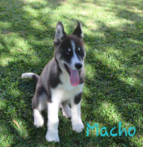Últimos machinhos de Husky Siberiano Disponível
