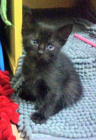 Gatinhos para ADOÇÃO responsável - Foto 6