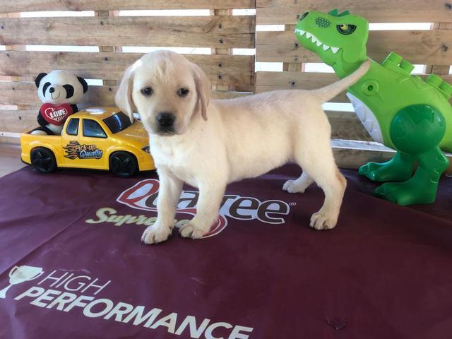 Labrador com pedgree e microchip - Foto 2