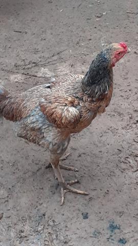 Galinha