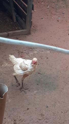 Galinha - Foto 5