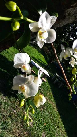 Sitio Para Eventos Tinguá- Feriados de Abril disponíveis - Foto 14