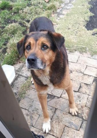 Cachorro porte grande perdido