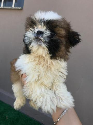 Shitzu com pedigree e microchip - Foto 3