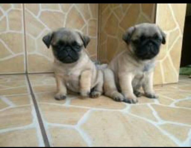 Pug fêmeas - Foto 2