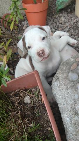 Vendo Filhote Pitbull