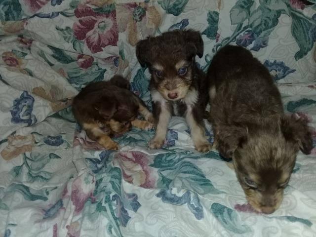 Lindos poodle x York só 130 cada. Entrego zap 99162.3036