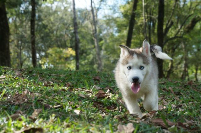 !!!!! Husky Siberianos Excelente Padrão !!!! - Foto 2