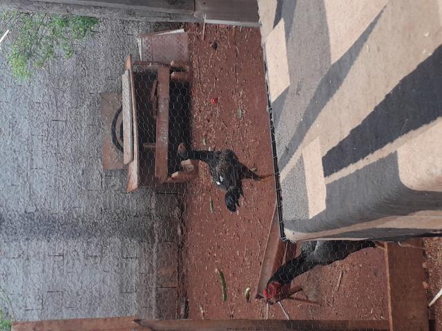 Frango