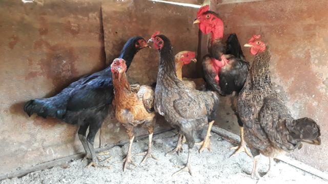 Vendo 5 galinha e 3 frango