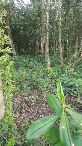 Terreno para formar Chácara - Foto 3