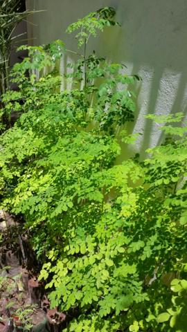 Moringa Oleifera Vendo Muda Producao Rural Vila Laura